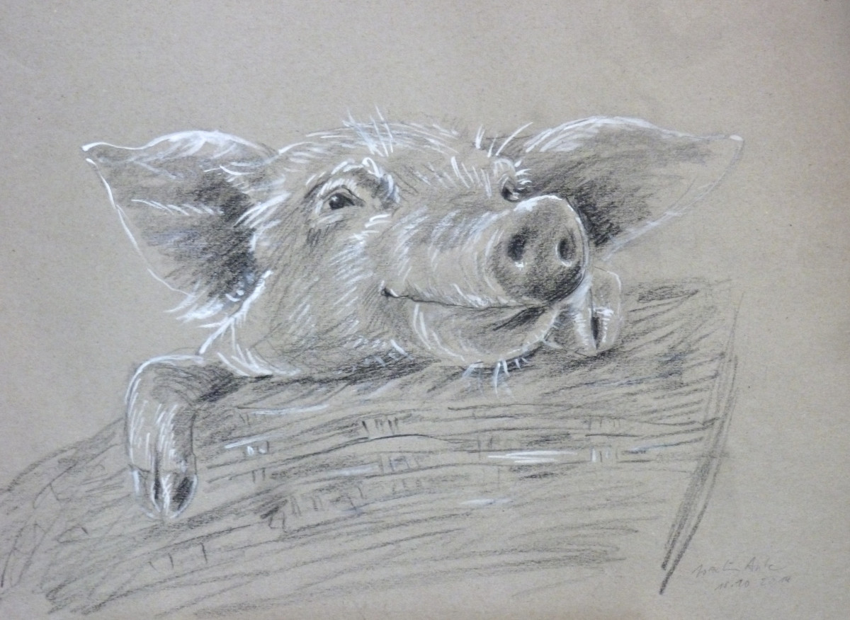Lustiges Schwein, 11.10.2014