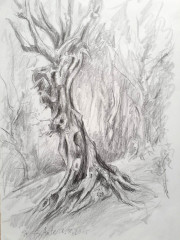 Knorrigen Baum, Bleistiftzeichnung, 02.08.2015