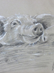 Lustiges Schwein, 11.10.2014