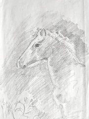 Fohlen, Bleistiftzeichnung, 02.04.2004