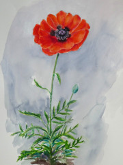 Mohn, Aquarell, 2001
