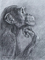 Nachdenklicher Affe, Bleistiftzeichnung, 2018