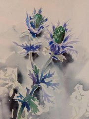 Kornblume, Datum unbekannt