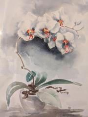 Orchidee, 27.01.2016